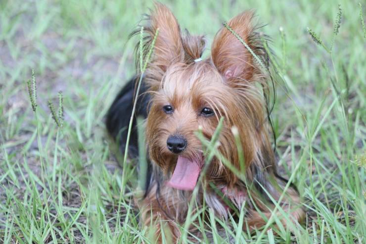 razze cani compatibili yorkshire terrier