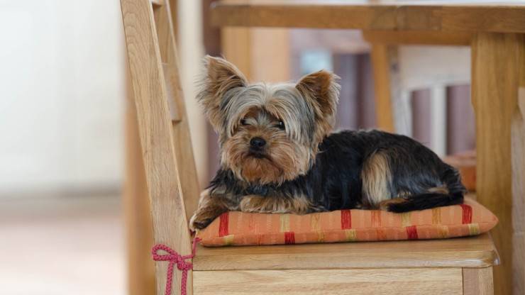 cura pelo cane yorkshire terrier toelettatura bagnetto