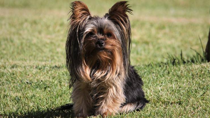 cura pelo cane yorkshire terrier toelettatura bagnetto