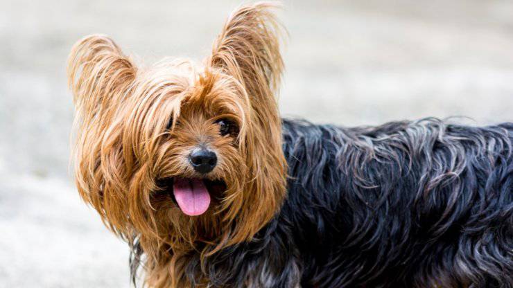 yorkshire terrier cane curiosità storia origini