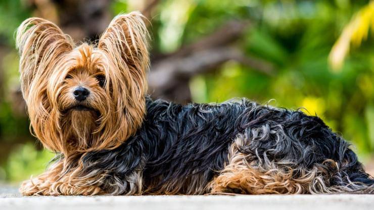 adottare yorkshire terrier cane