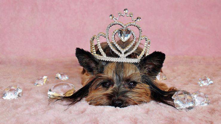 adottare yorkshire terrier cane