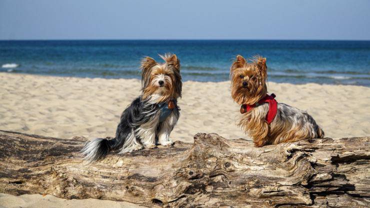 razze cani compatibili yorkshire terrier