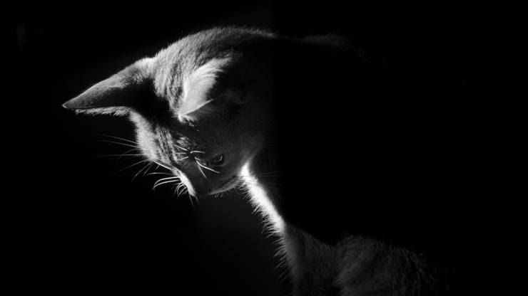 Il gatto ha paura del buio