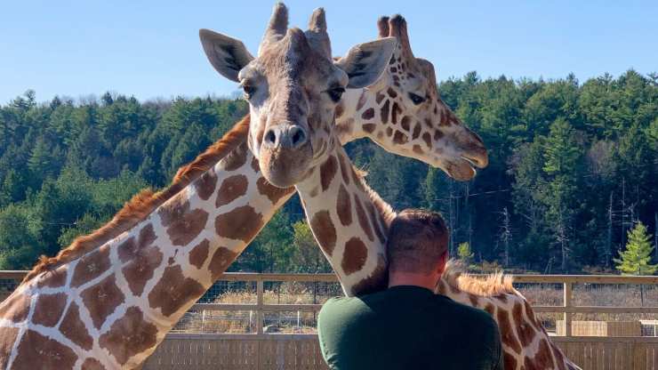 Giraffe nello zoo (Foto Facebook)