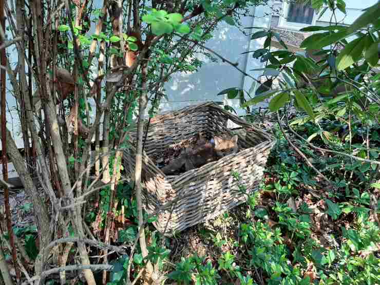 cucciolo volpe solo piange giardino