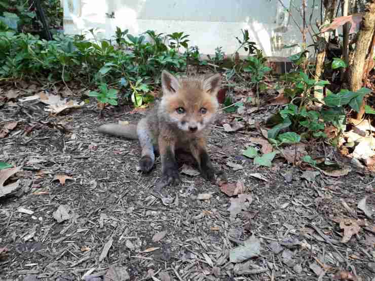 trova cucciolo volpe piange giardino 