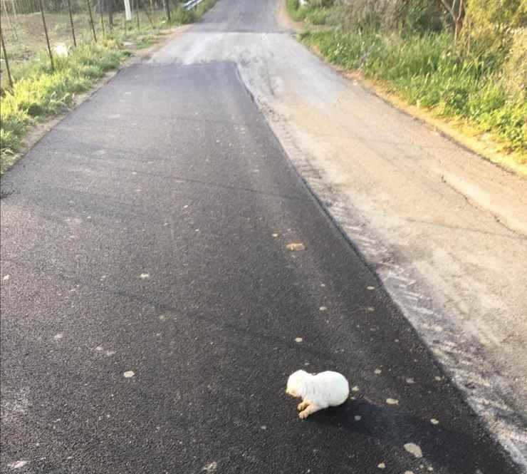 cagnolino lanciato auto abbandonato