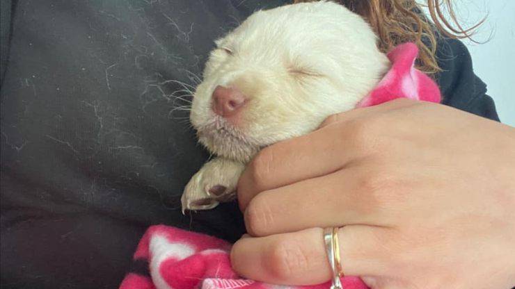 cucciolo cane lanciato auto corsa