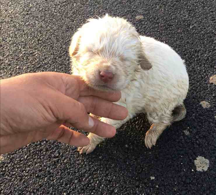 cane lanciato auto menfi