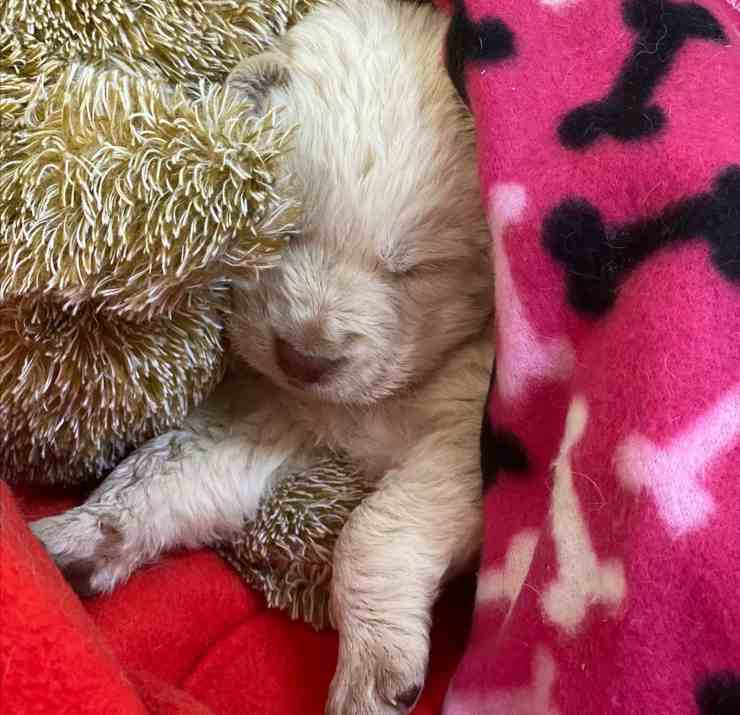 cagnolino lanciato auto abbandonato