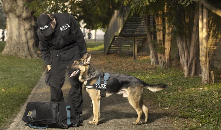 animali lavoro