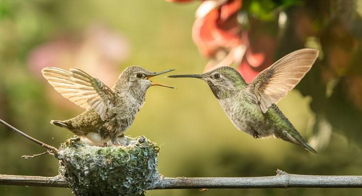 Mamme in natura