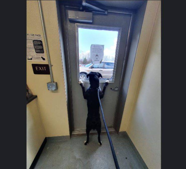 cane aggrappa porta rifugio 