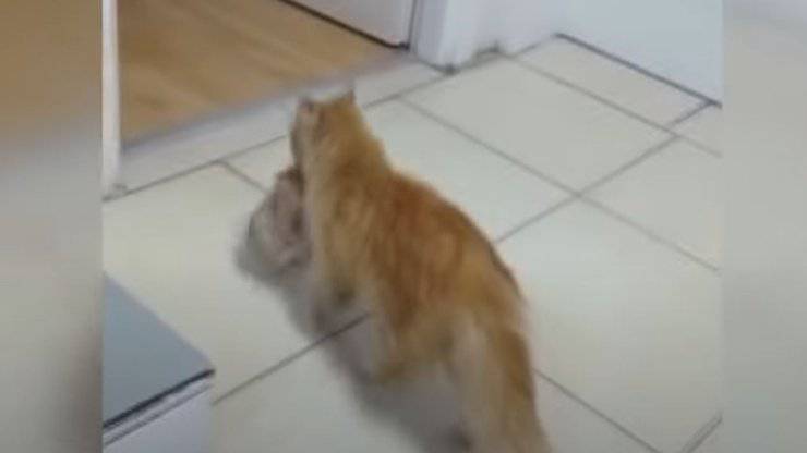 mamma gatta porta gattini ospedale video