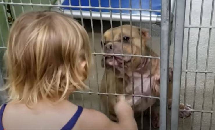 bambina adotta cane malato rifugio video