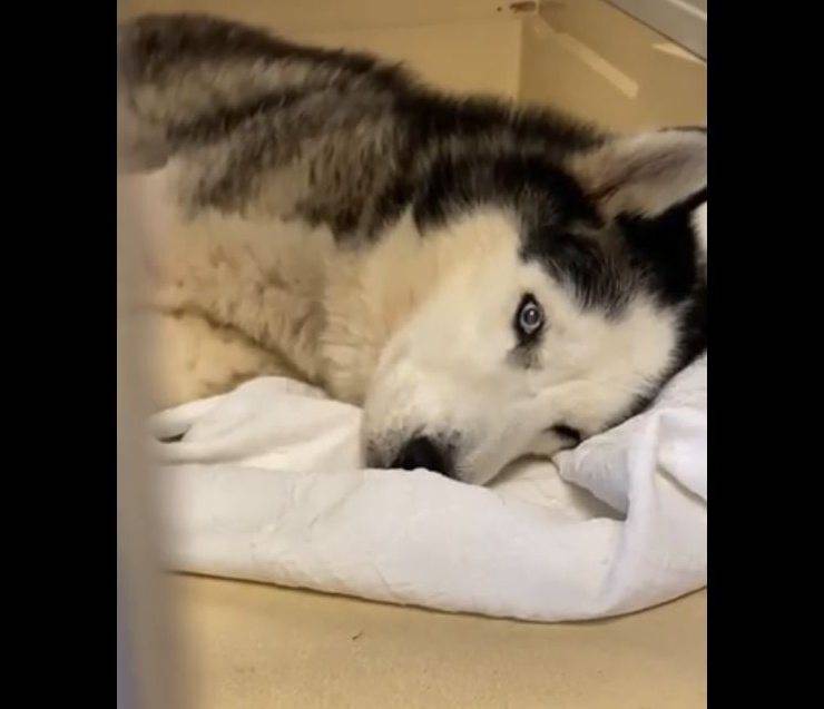 cane abbandonato piangere volontari video