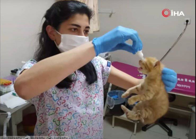 mamma gatto cuccioli clinica veterinaria