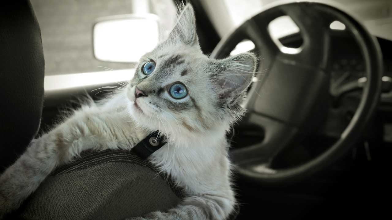 Divieto di cintura di sicurezza per il gatto