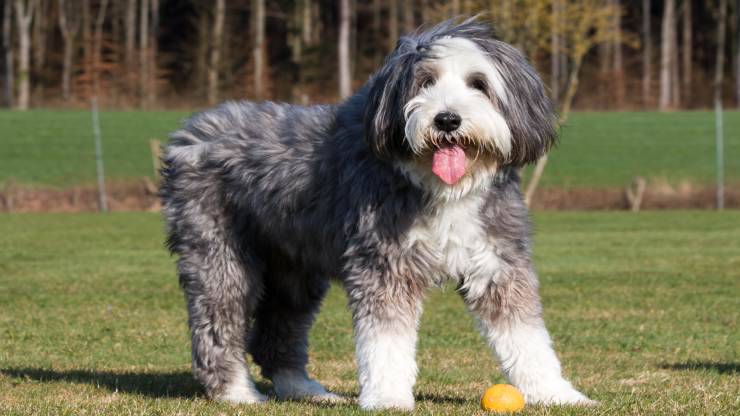 Cura del pelo del Bearded Collie