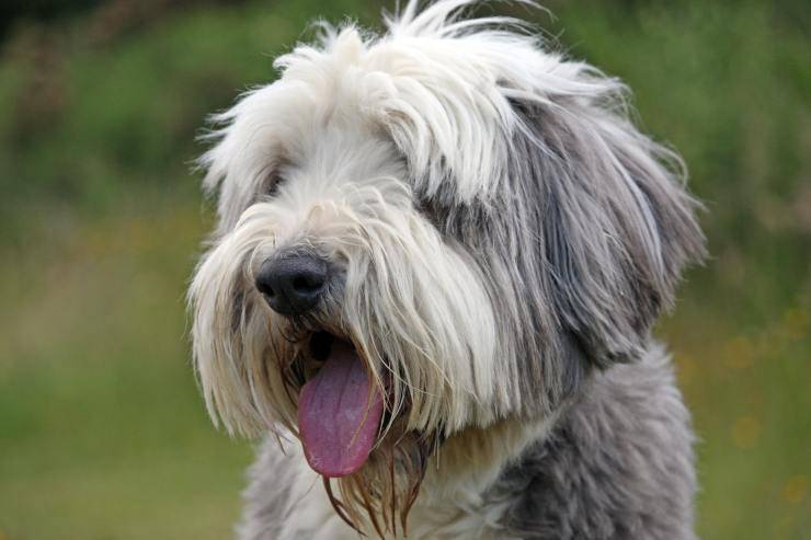 Bearded Collie