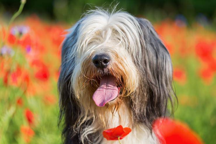 bearded collie