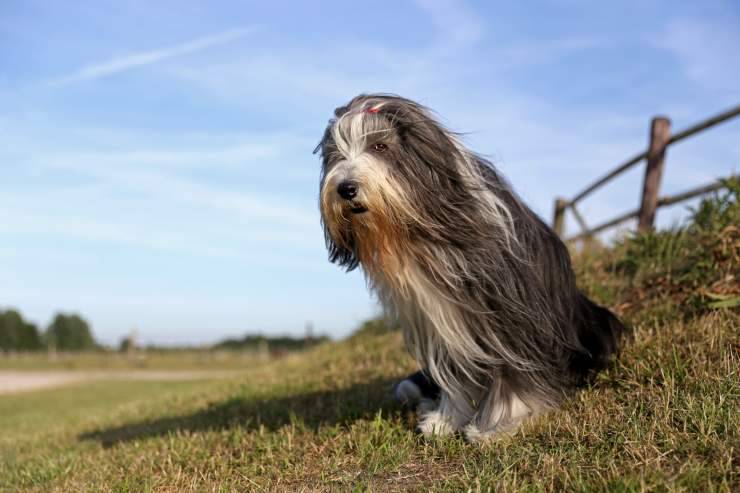 Adottare un Bearded Collie