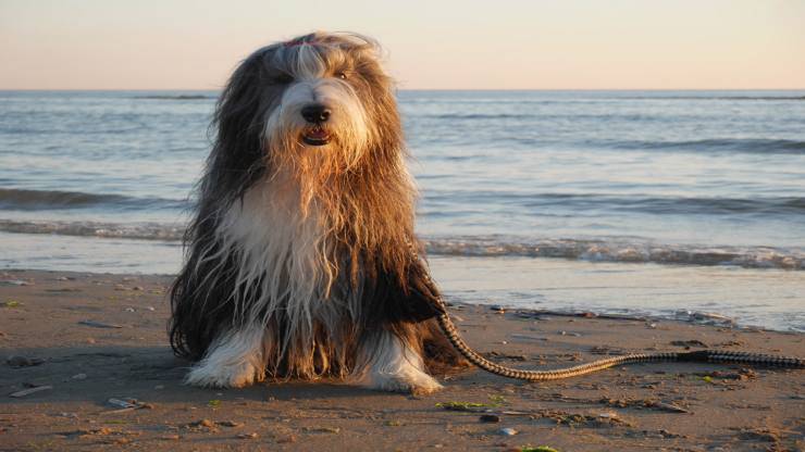 Adottare un Bearded Collie