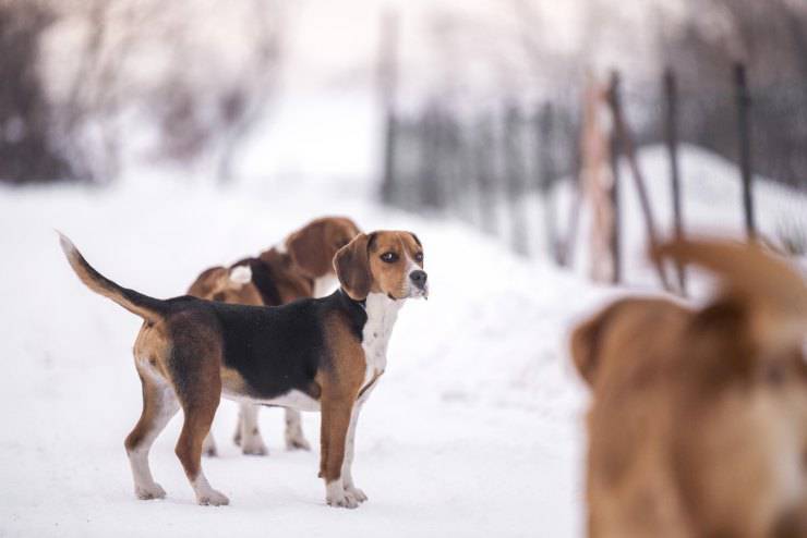 Adottare un Beagle Harrier