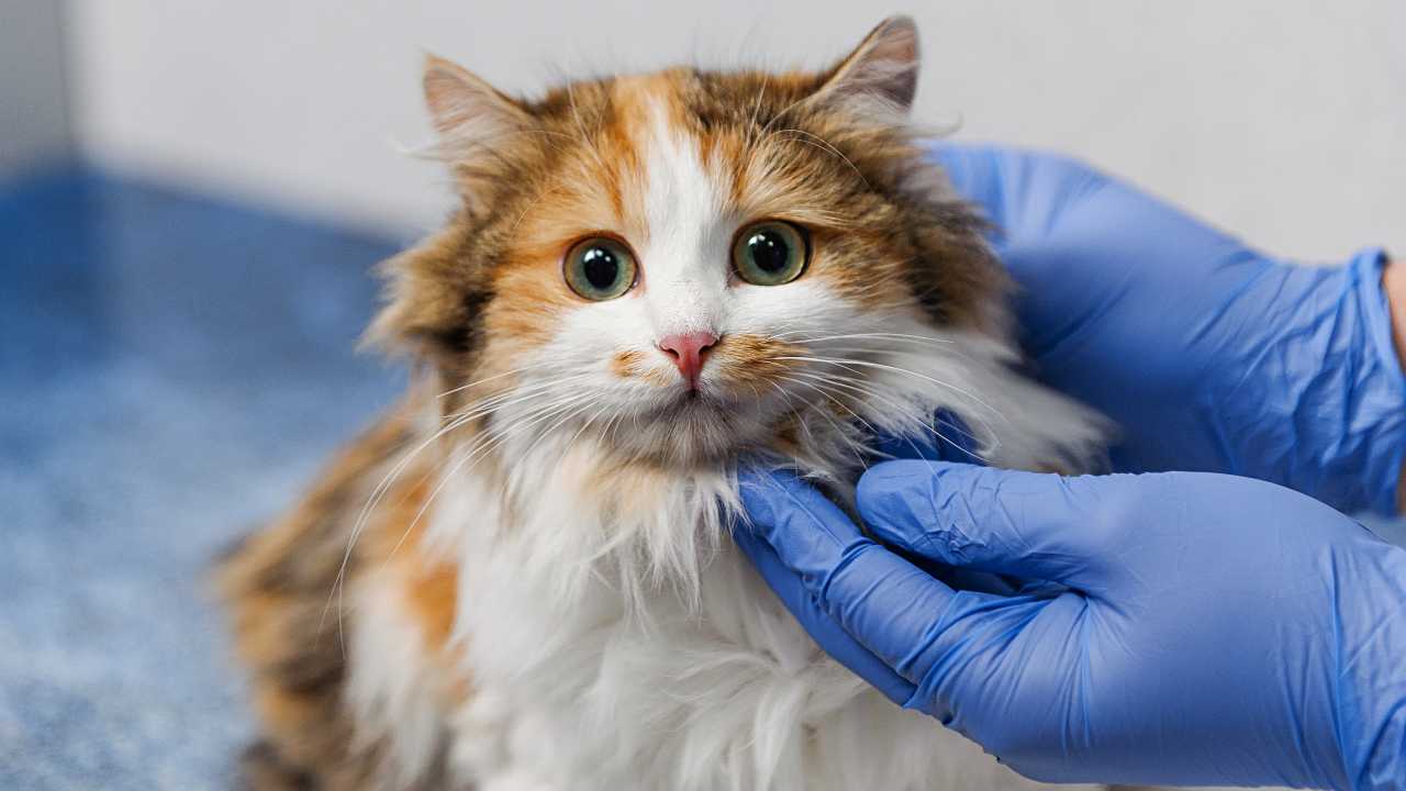 Body post operatorio per il gatto
