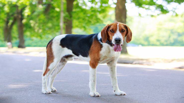 Adottare un Beagle Harrier