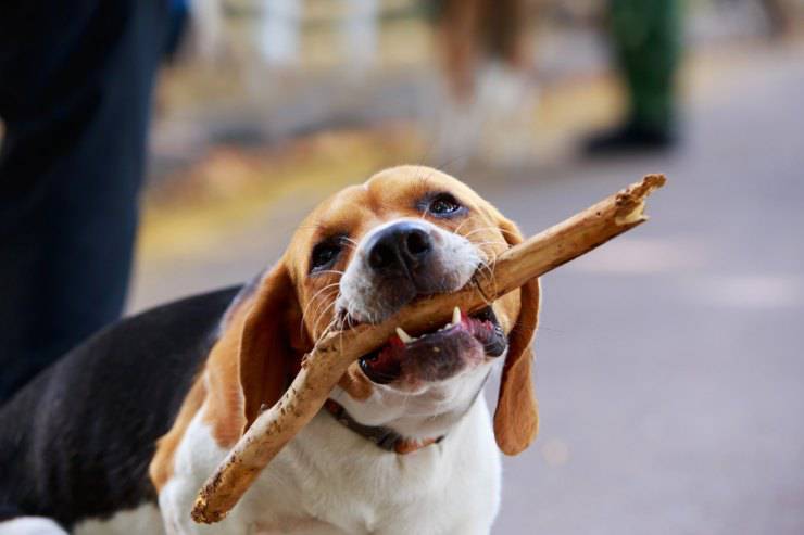 Alimentazione del Beagle Harrier