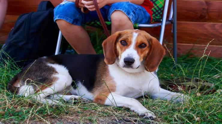 Alimentazione del Beagle Harrier