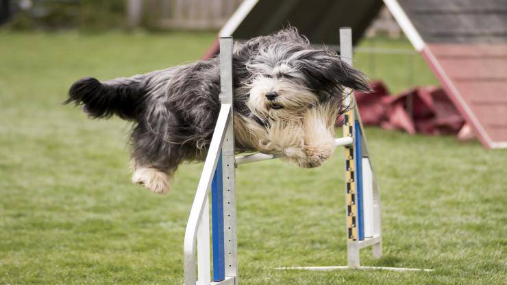 Razze compatibili col Bearded Collie