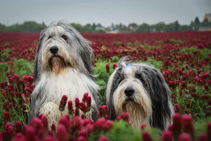 Cura del pelo del Bearded Collie