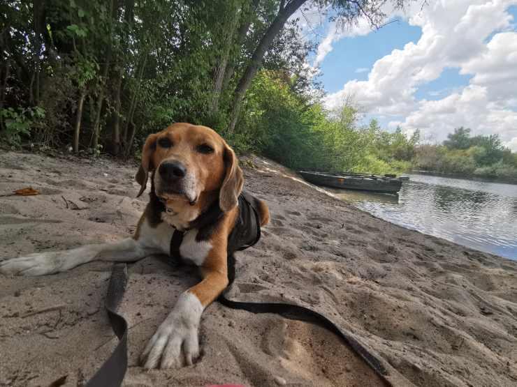 Razze compatibili col Beagle Harrier