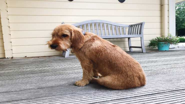 Adottare un Basset Fauve de Bretagne