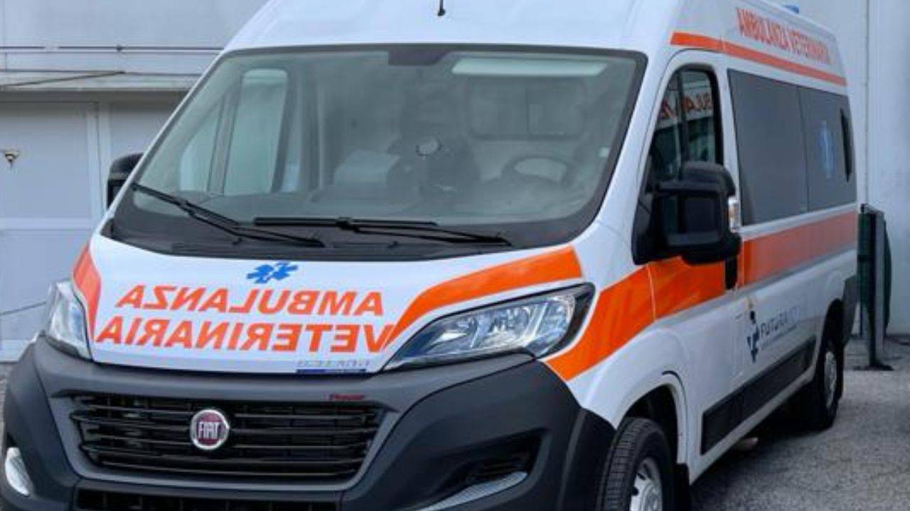 vetplus - clinica veterinaria & pronto soccorso