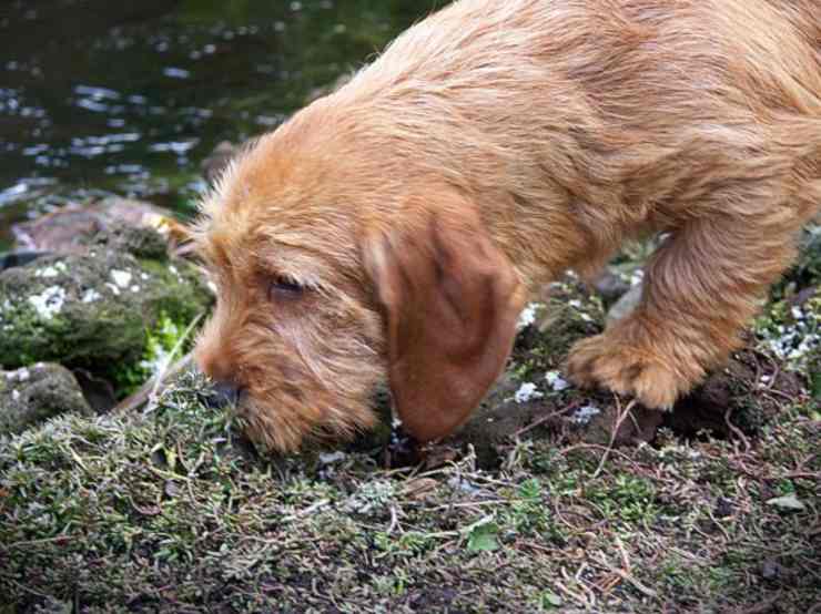 Curiosità sul Basset Fauve de Bretagne