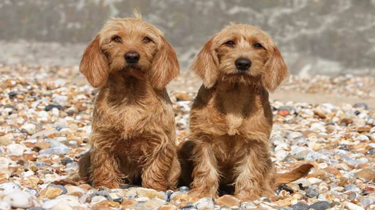 Curiosità sul Basset Fauve de Bretagne