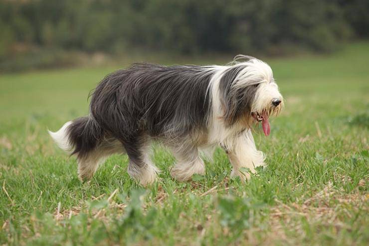 Bearded Collie che corre
