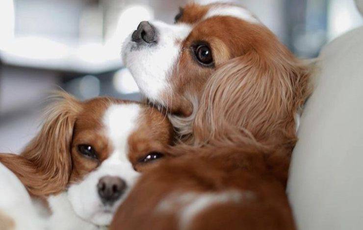 Cavalier King Charles Spaniel