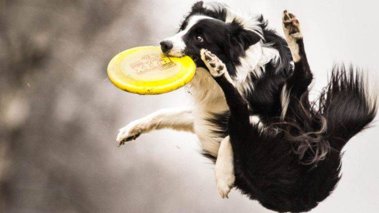 Come insegnare al cane a giocare con il frisbee