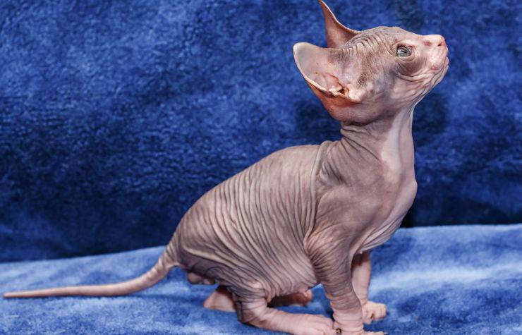 Donskoy Sphynx 