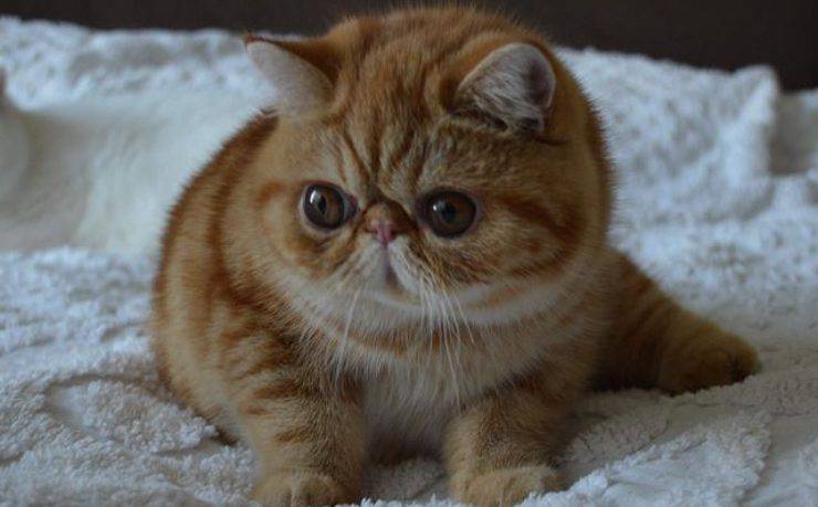 Exotic Shorthair