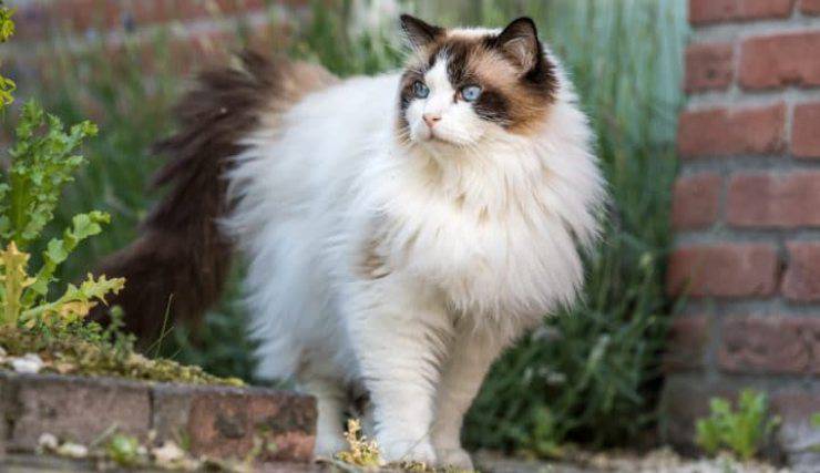 Gatto Ragdoll