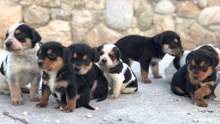 Sette Cuccioli Cane Orfani