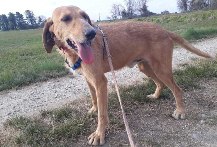 Cane Assenzio Cerca Casa