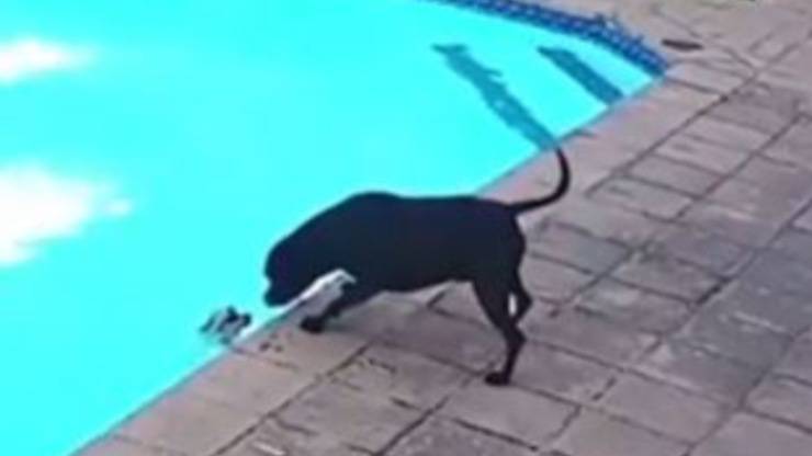 Cane Cade Piscina Salvataggio 