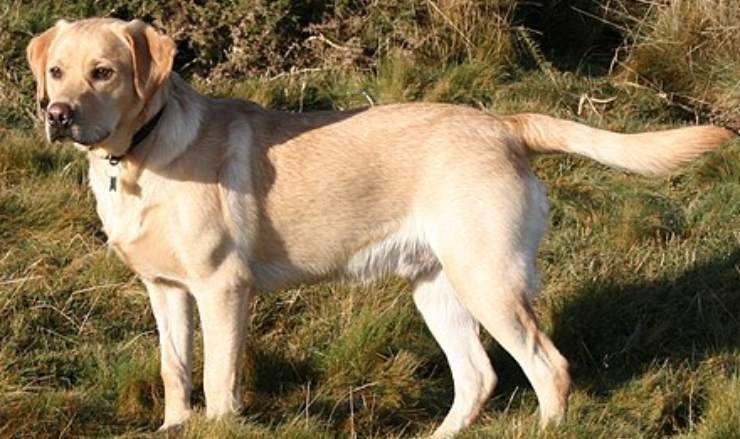 Labrador Retriever